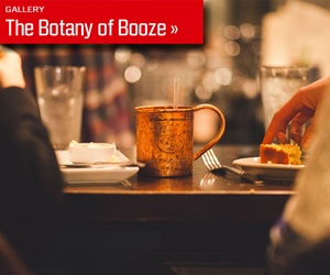 botany-of-booze