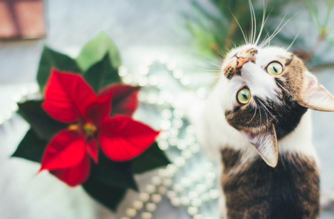 Cat with poinsettia