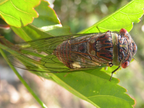 Cicada close up