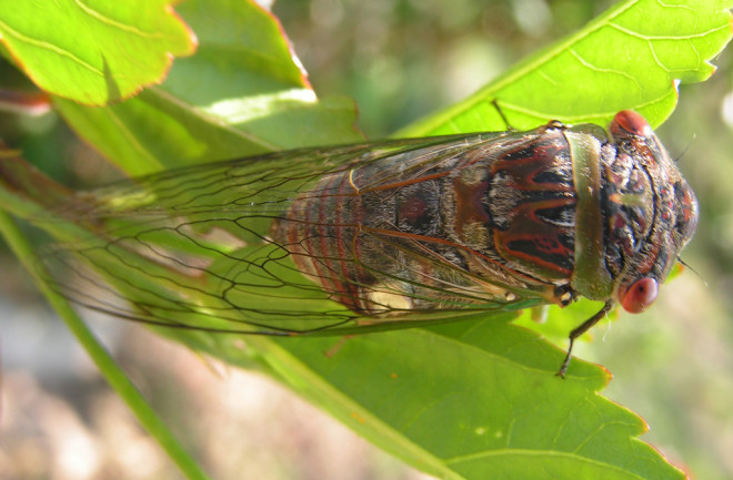 Cicada - Flickr