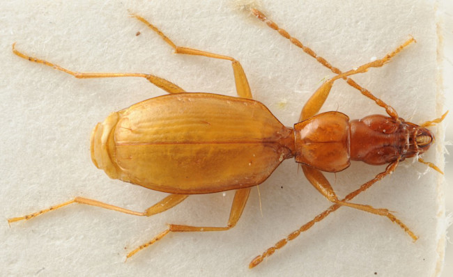 Anophthalmus_hitleri_HabitusDors-1024x627.jpg