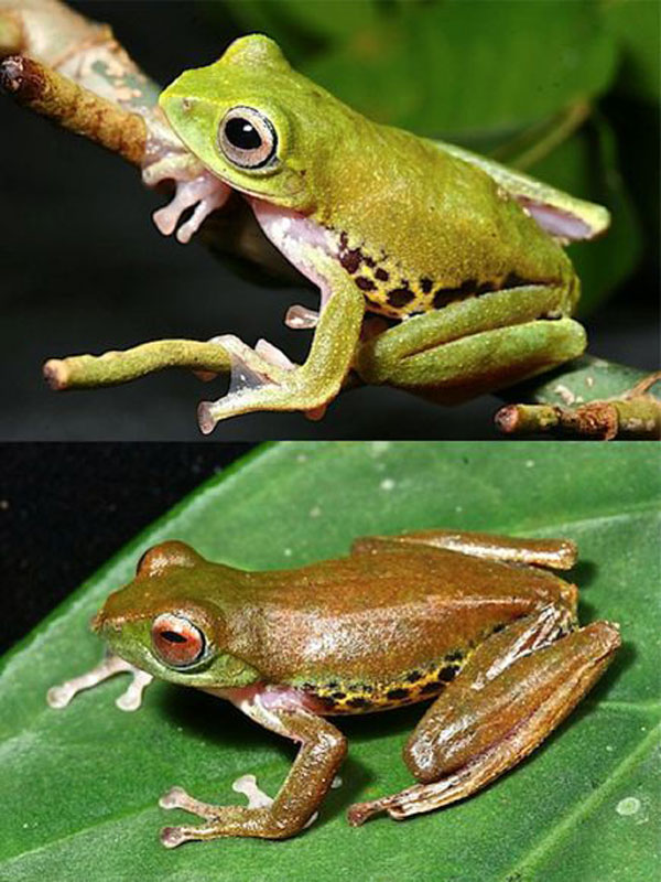 borneo-mulu-flying-frog_1931.jpg