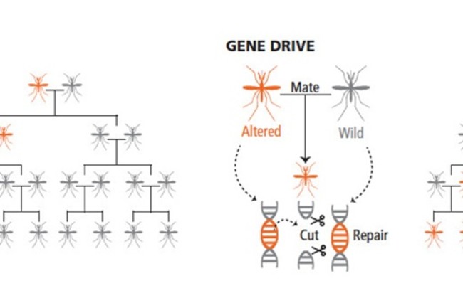 Gene Drive Explainer - Mackey/Discover
