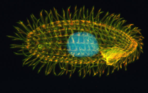 sevensexesorganism1.jpg