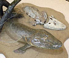 fishy225.jpg