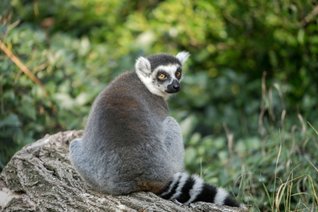 Fat-tailed lemur