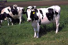 220px-Holstein_cows_large.jpg