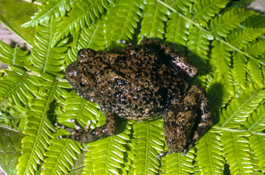 New species of tiny frogs discovered in Madagascar