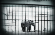 zoo-elephant.jpg