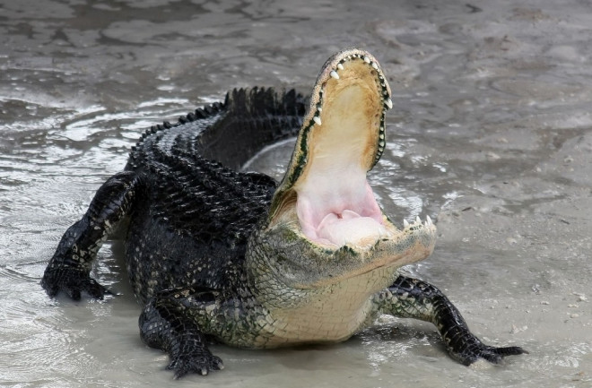 Alligator - USFWS