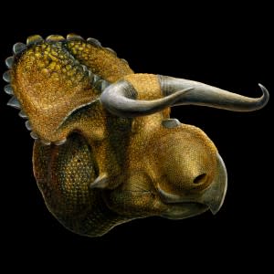 nasutoceratops1-300x300.jpg