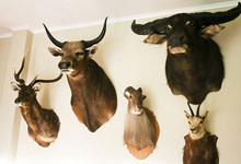 heads.jpg