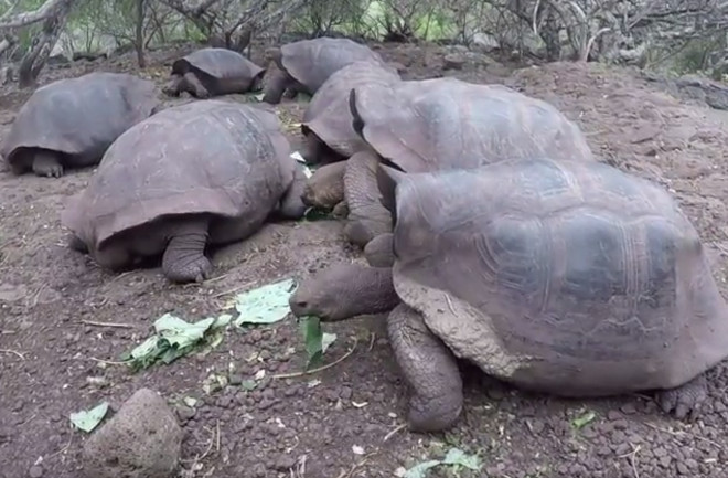 Shell Shape Helps Tortoises Get Up