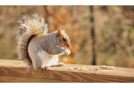 squirell (1)