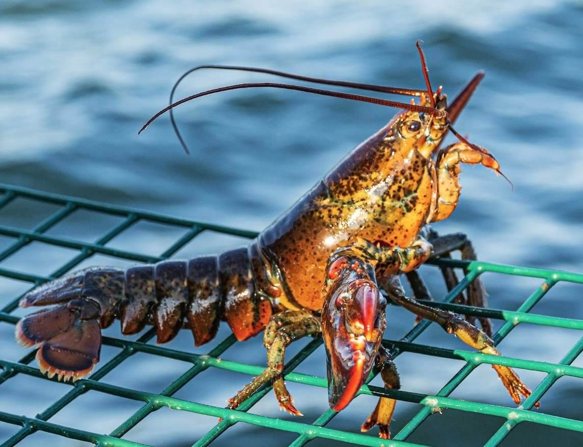 lobster crustacean