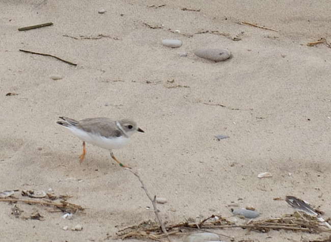 Plover-Image-4.jpg