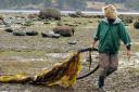 bullkelp1.thumbnail.jpg