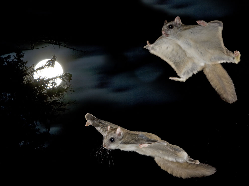 flying-squirrels-the-otherworldly-creatures-that-take-flight-at-night