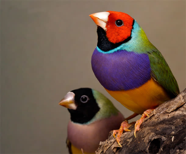 Gouldian-finches.jpg