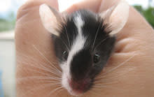 mouse-ears.jpg