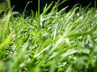800px-gras.jpg
