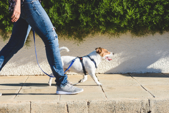 Walking the dog, a way to get your steps in