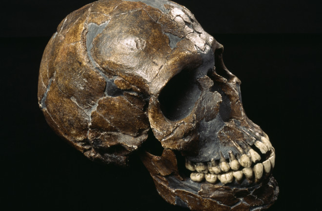 Skull from Qafzeh Cave in Israel