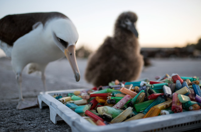 bird plastic pollution wildlife litter