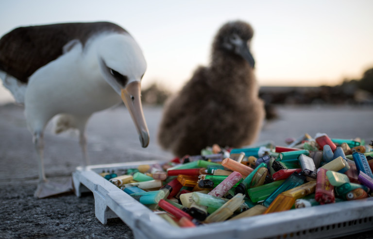 To Fight Plastic Pollution, These Researchers Want Your Pictures of Beach Trash