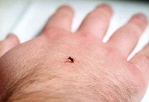 may01_mosquito8.jpg