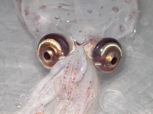 squid4.jpg