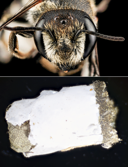 plastic-megachile.png