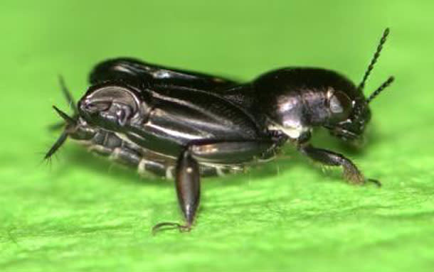 Pygmy-mole-cricket.jpg