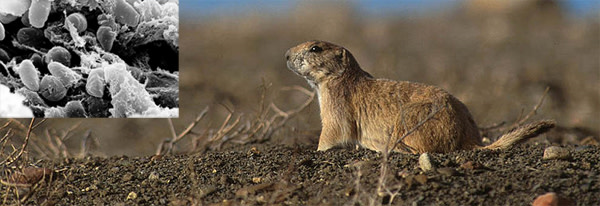 Prairie_dog.jpg