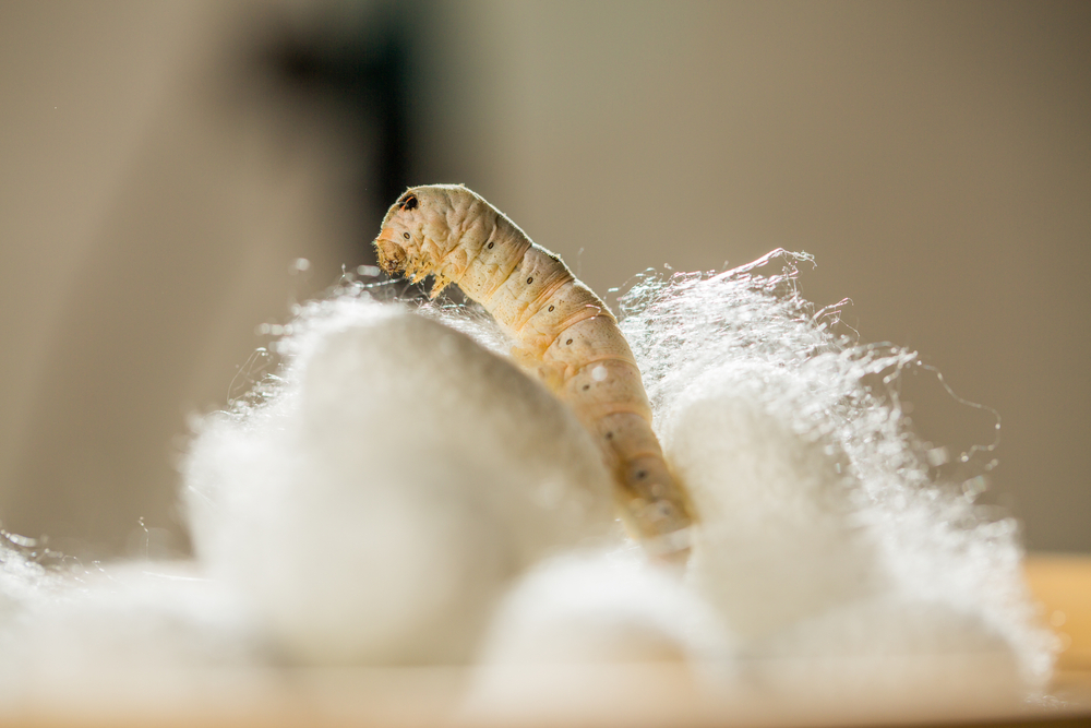 What is Silk? History, How It's Made and Uses