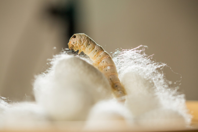 The silkworms actually spinning silk "appreciation" thread Shutterstock_1737647381