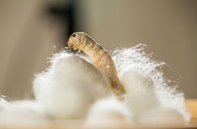 Silkworm 