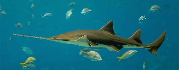 Sawshark.jpg