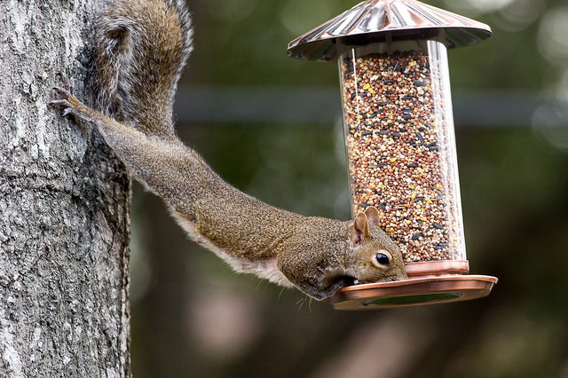 There S Nothing Squirrely About A Squirrel S Memory For Puzzles