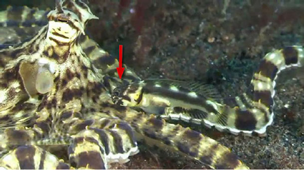 Jawfish_mimic_octopus.jpg
