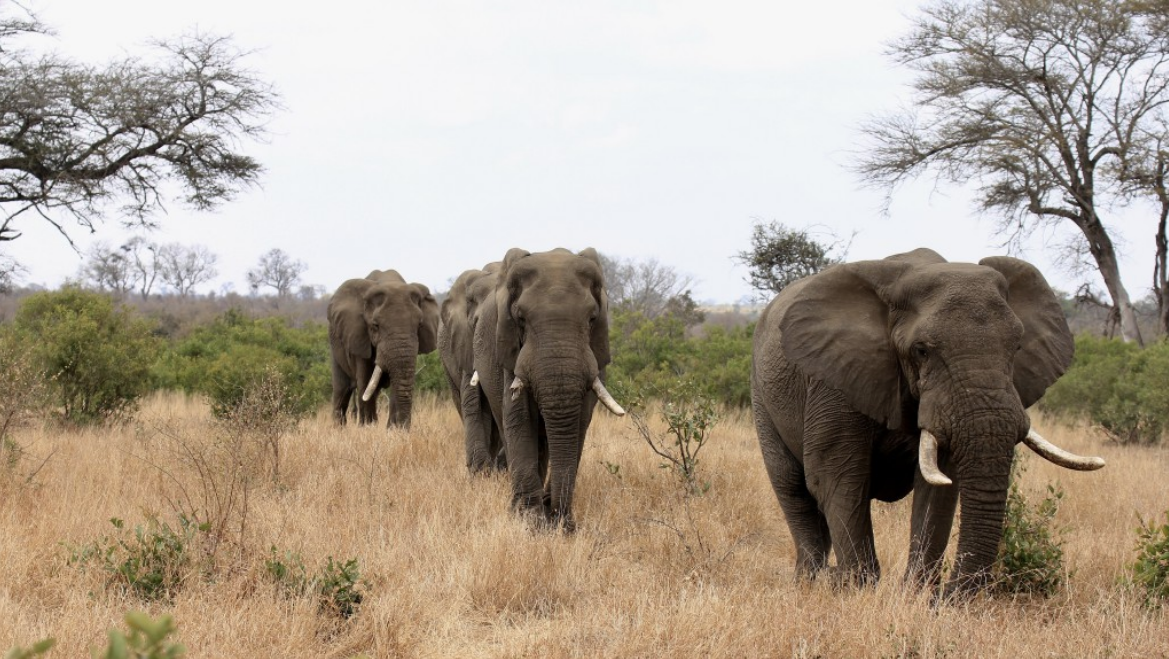 Worn-Down Tusks Show Most African Elephants Are Righties | Discover ...