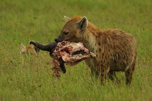 spotted-hyena-e1333647211791.jpg