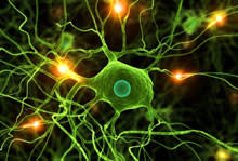neuron3.jpg