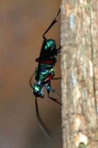 Jewel-wasp.jpg