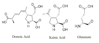glutamate+kainate+domoic.bmp