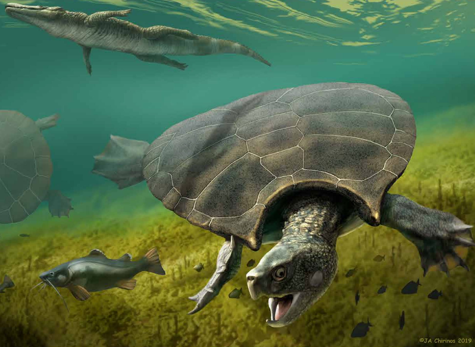 Les 5 plus grandes tortues anciennes qui aient jamais vécu faisaient partie des dinosaures