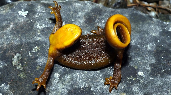 orange salamander poisonous