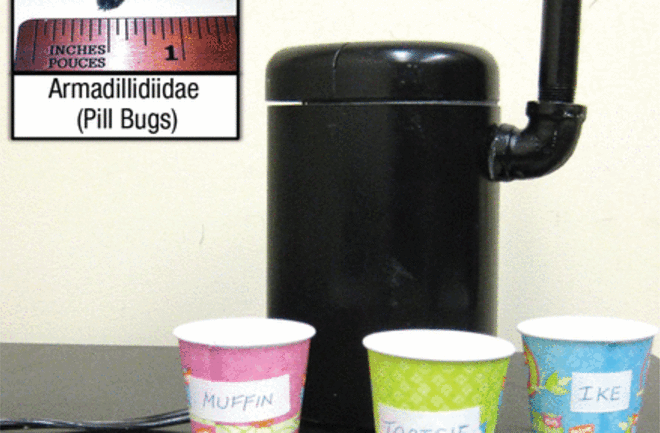 Materials used in the bug-killing task. The large picture shows the bug-crunching machine (a modified coffee grinder) and three cups containing live pill bugs, with the bugs’ names printed on them. The inset depicts two pill bugs next to a ruler to show their scale.