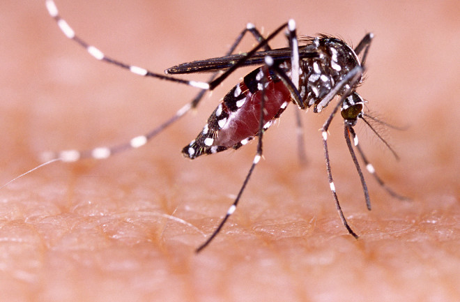 aedes-aegypti.jpg