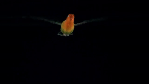 giphy-13.gif